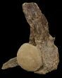 Mosasaur (Platecarpus) Caudal Vertebrae - Kansas #49865-1